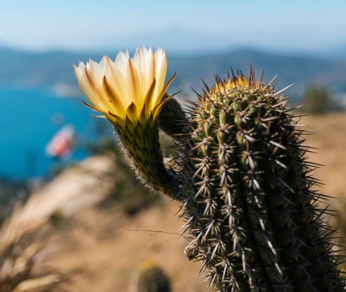 Imagen de la sección